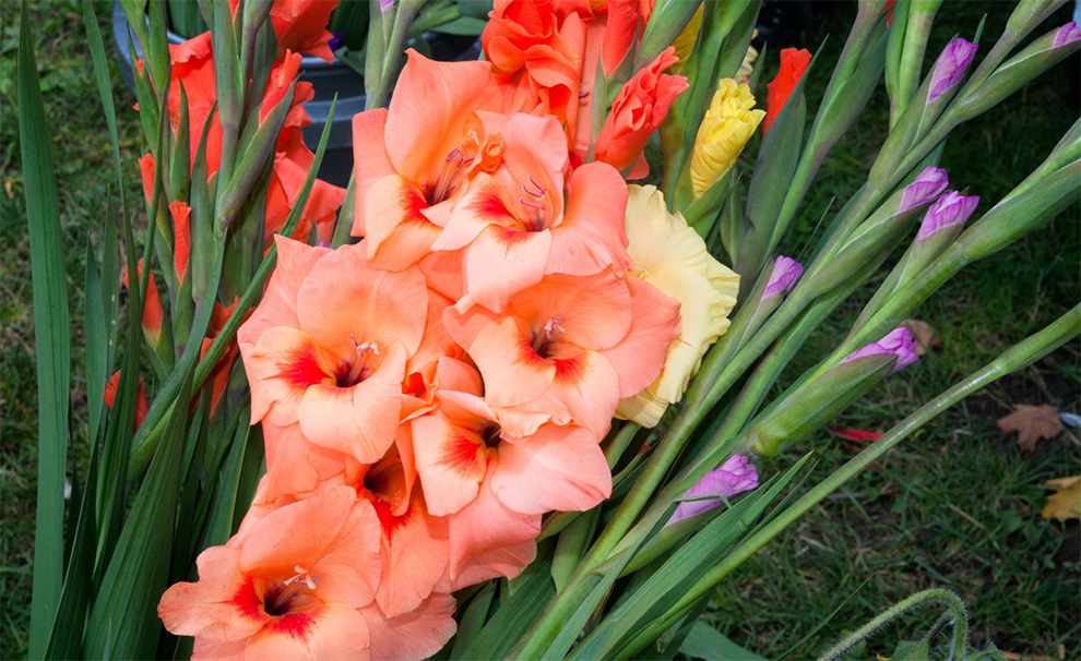 Transplant Gladiolus and Replant It