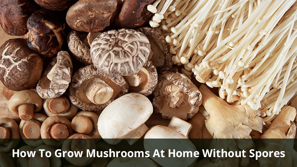 Grow Mushrooms At Home Without Spores