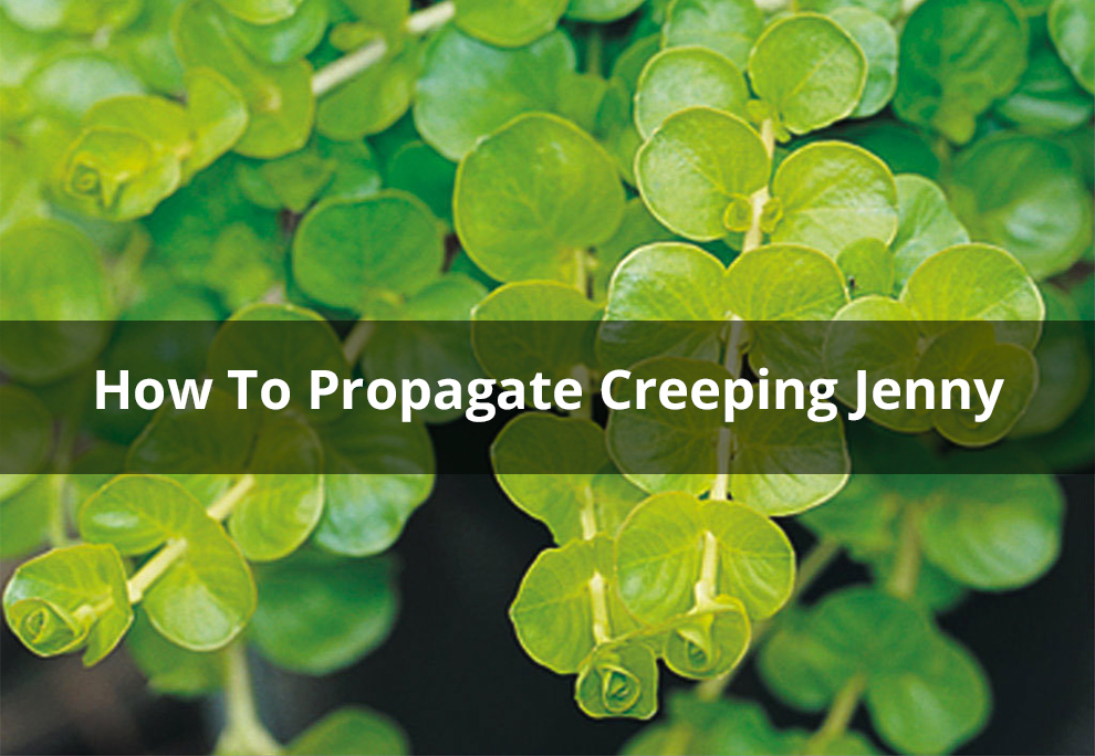 Propagate Creeping Jenny