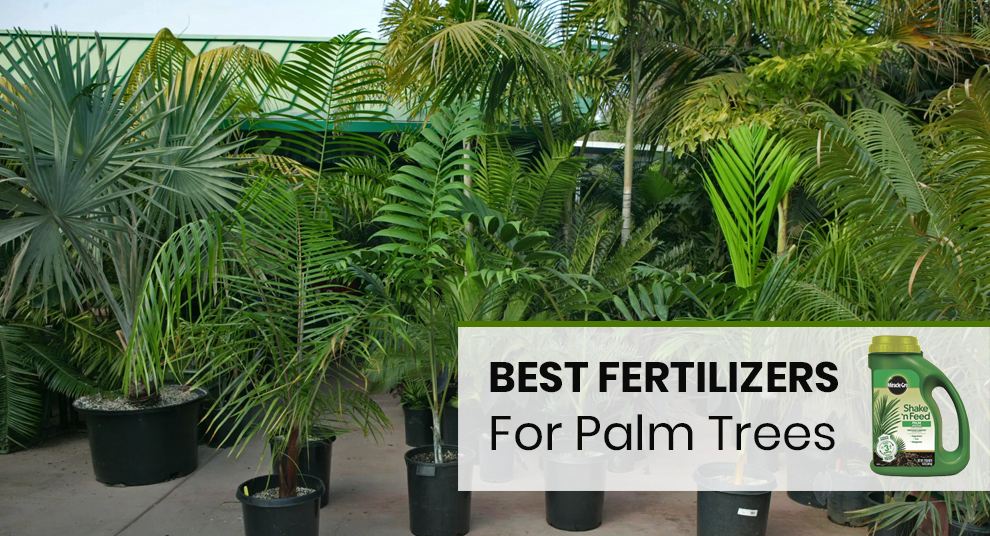 Best Palm Tree Food With Fertilization