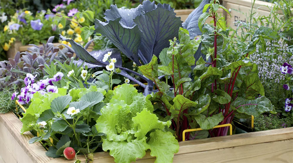Home Vegetable Garden Ideas for Small Space