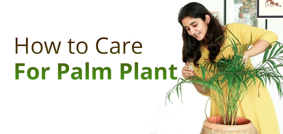 How to care for palm plant