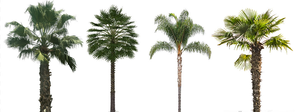 Popular Kinds of Palm Trees Outdoor – Have A Look