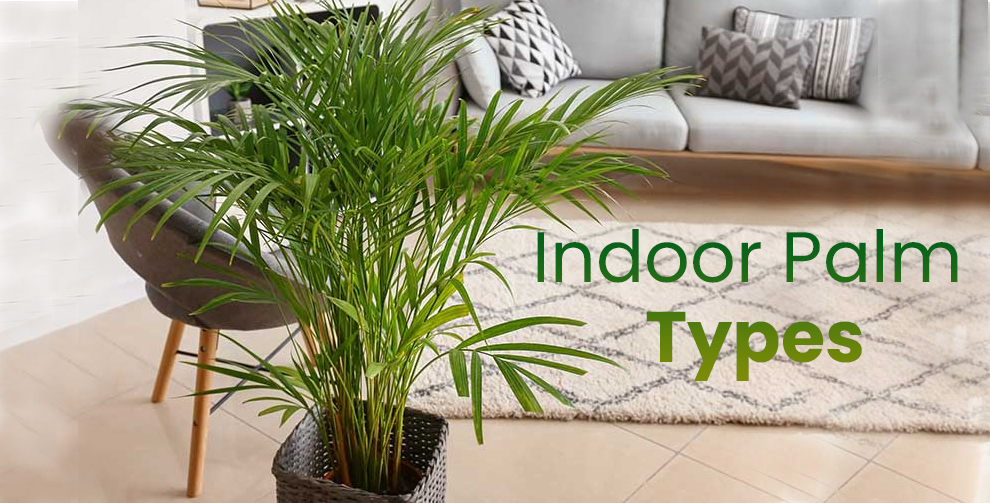 Indoor Palm Types