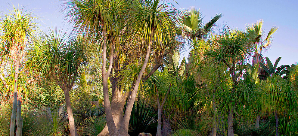 How Can I Make My Ponytail Palm Grow Faster