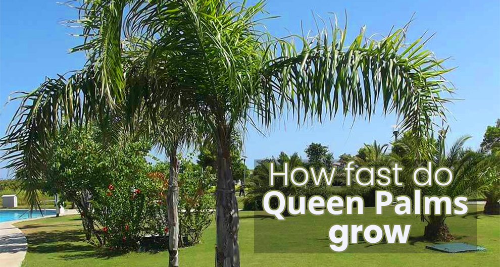 How fast do queen palms grow