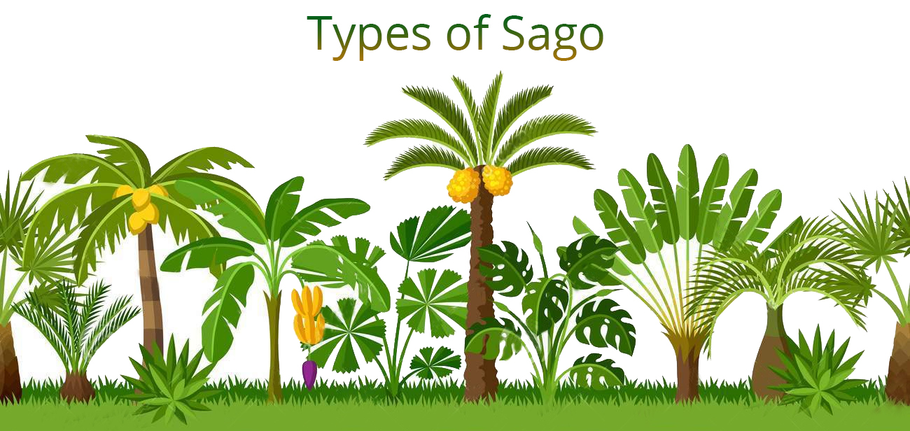 Types of Sago