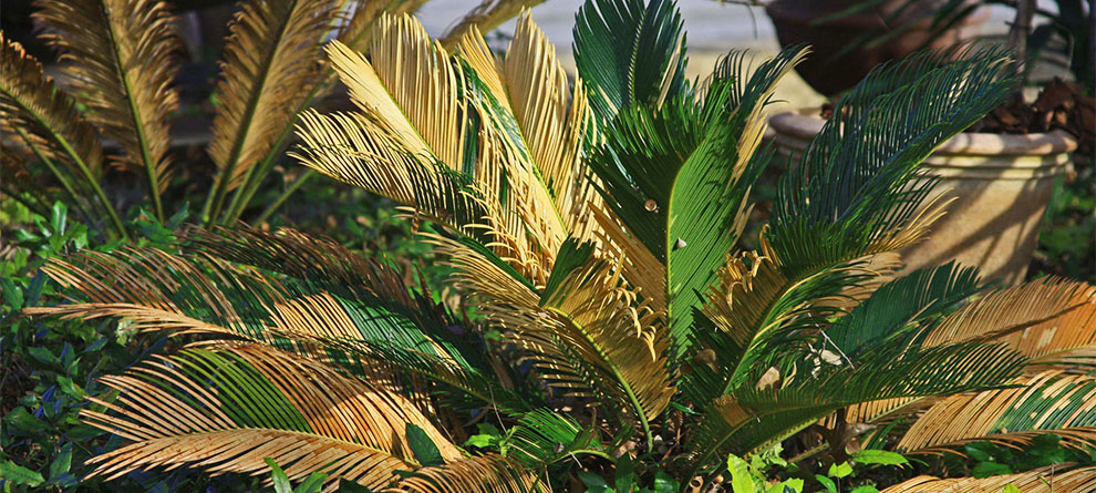 How To Tackle Sago Palm Problems