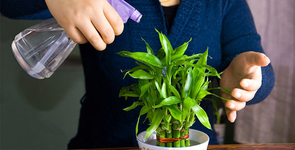 How To Care For Bamboo Palm’s Soil Requirements