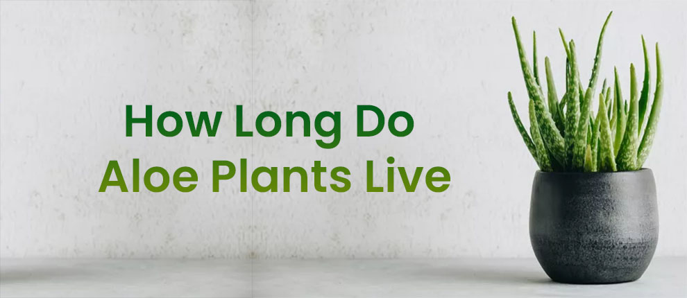 How Long Do Aloe Vera Live