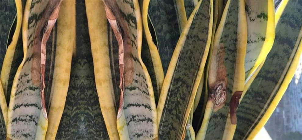 Fungus