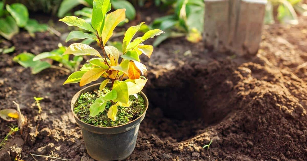 Ideal soil type for Magnolia trees