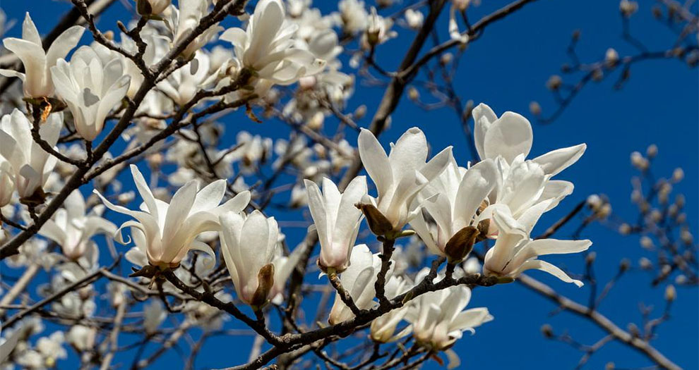 Kobus Magnolia