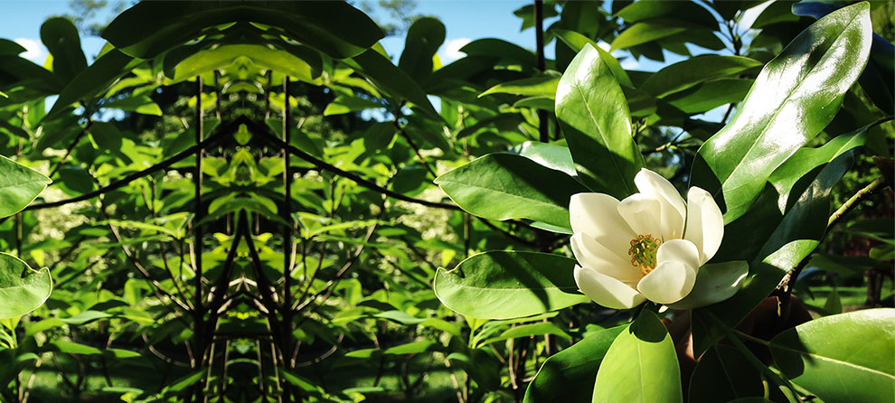 Sweetbay Magnolia