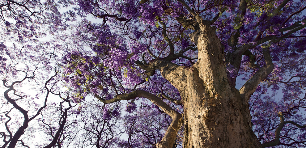 Jacaranda Bark