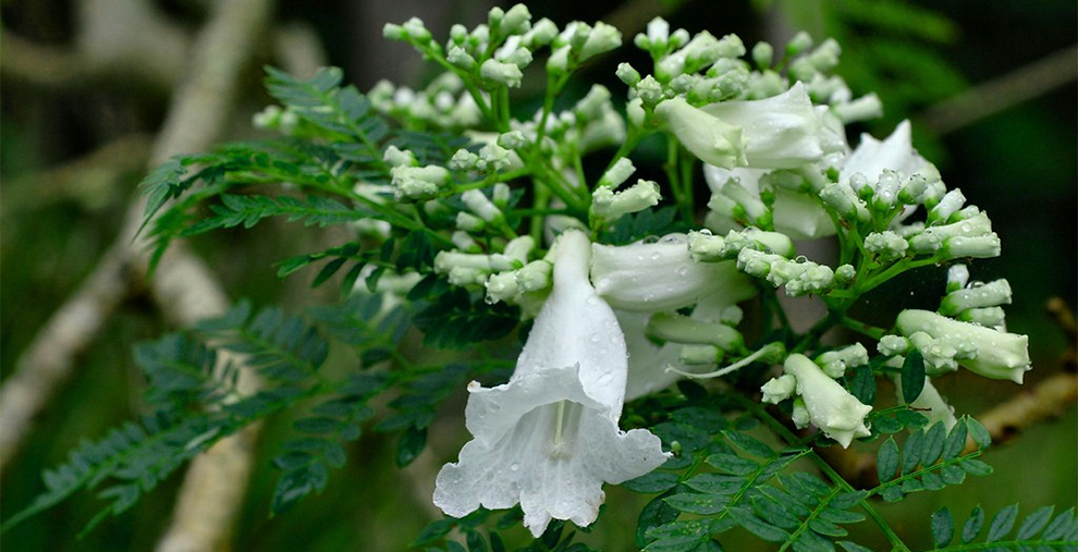 Jacaranda Mimosifolia Alba