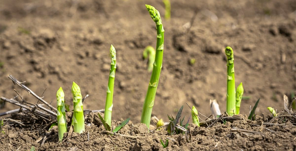 Ensure the Asparagus plant establishes well
