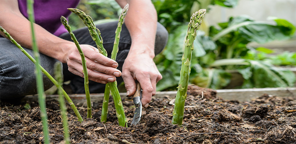 Harvesting Asparagus