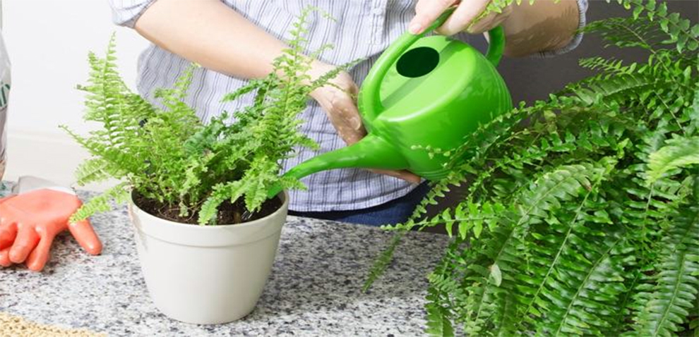 Water an Indoor Asparagus Fern