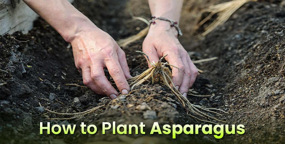 How to Plant Asparagus