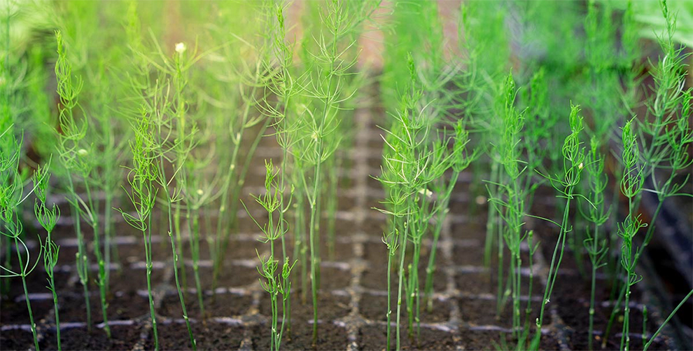 How Long Does It Take Asparagus To Grow From Seed