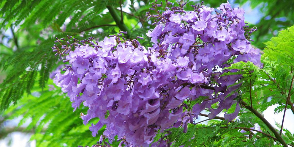 Jacaranda Tree Leaves