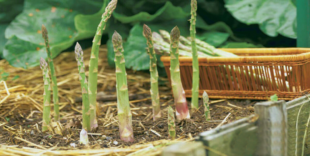Pests and Diseases
