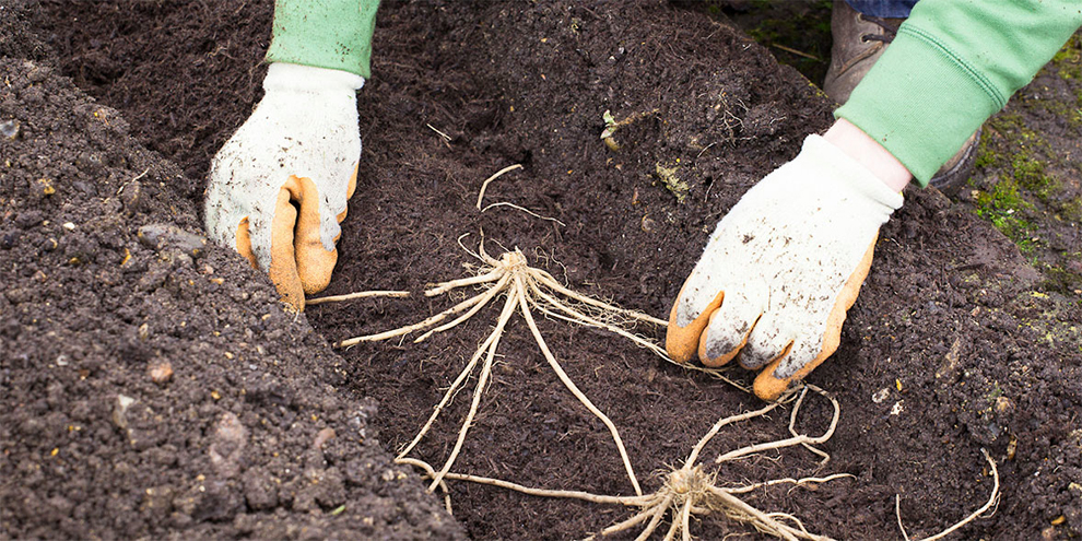 Planting Asparagus
