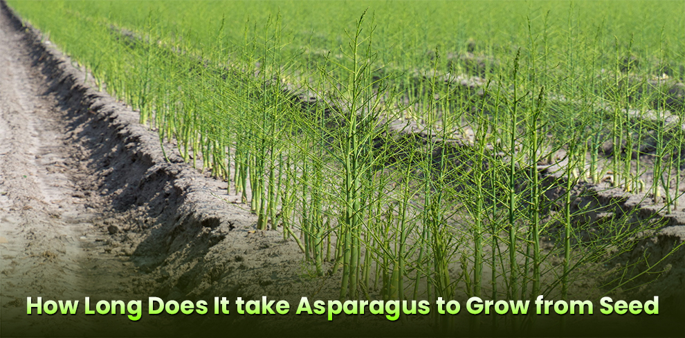 How long does it take asparagus to grow from seed