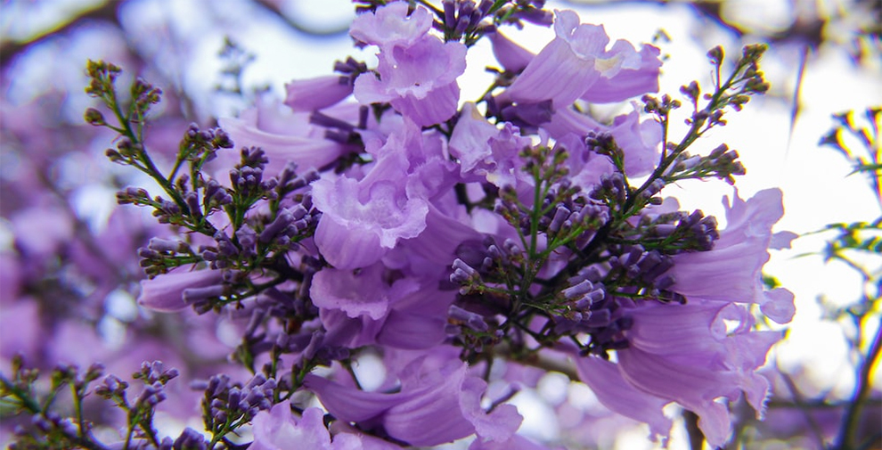 The Flowers