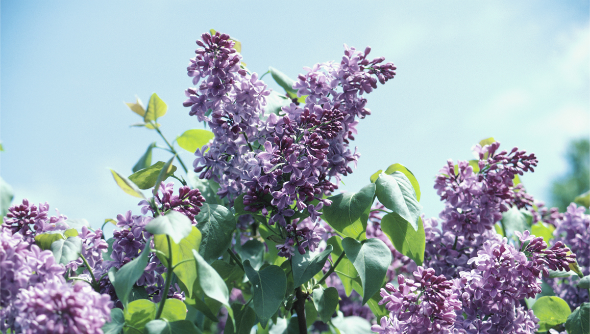 Split Lilac Bushes