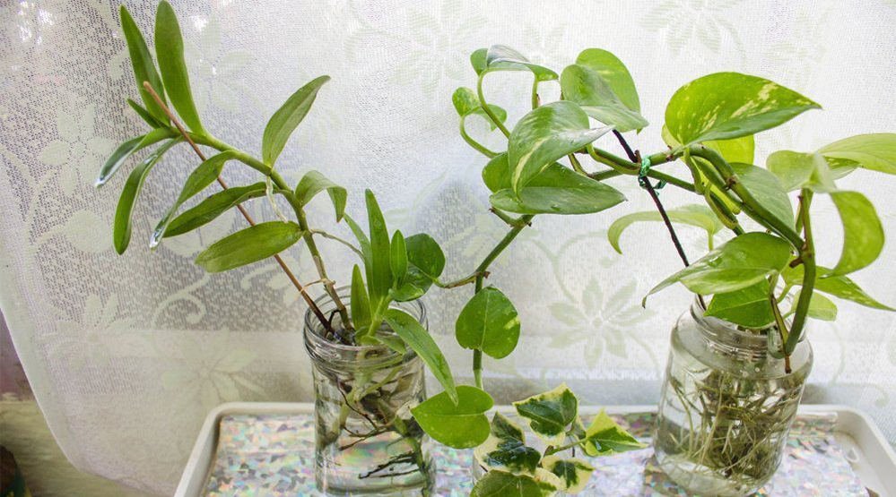 Best House Plants That Grow In Water