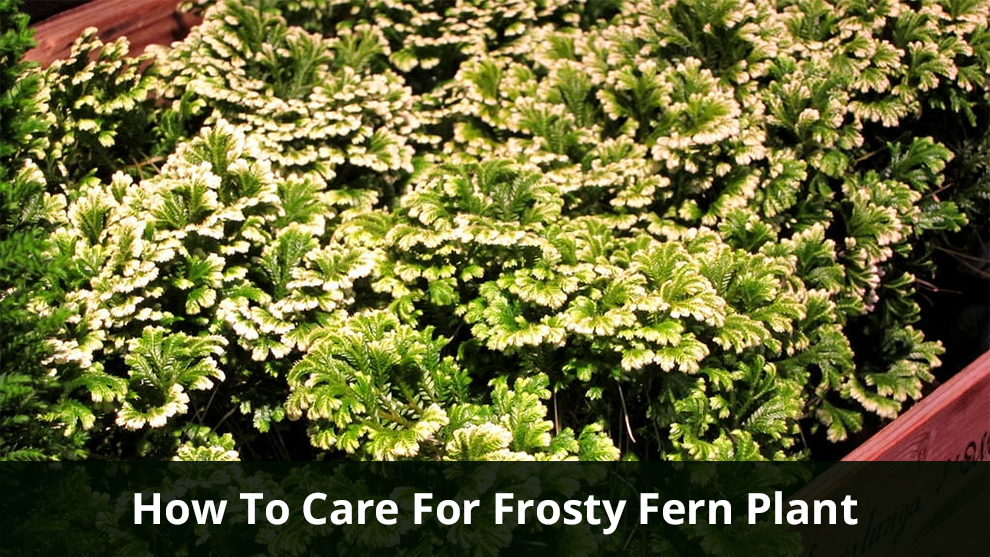 Frosty Fern Plant