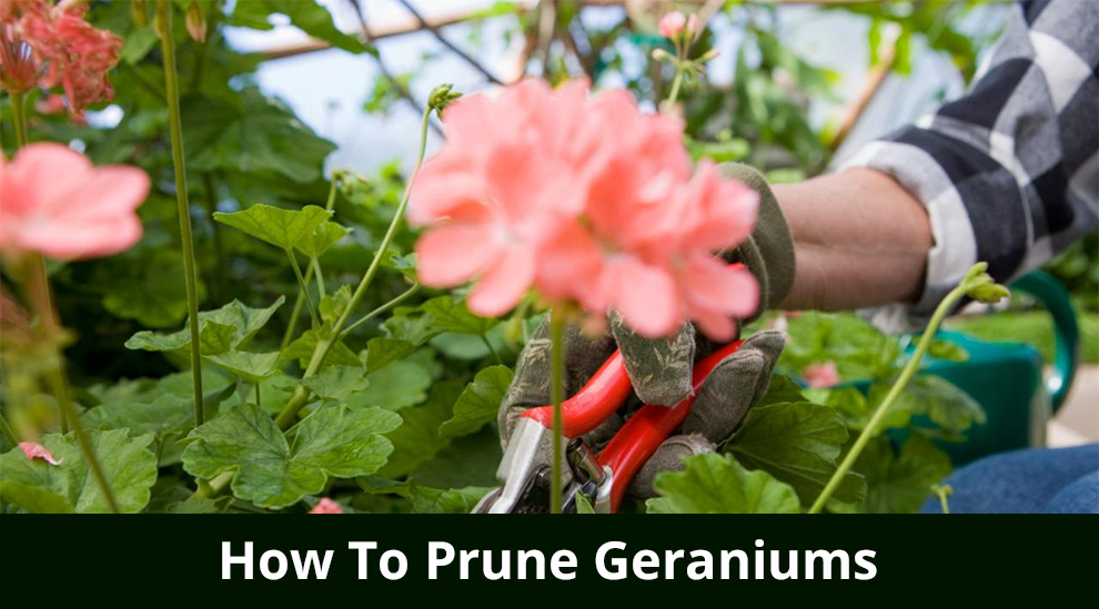 Prune Geraniums