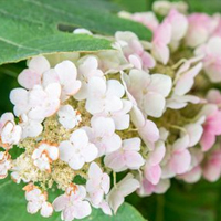 Oakleaf Hydrangeas