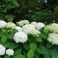 Smooth Hydrangeas