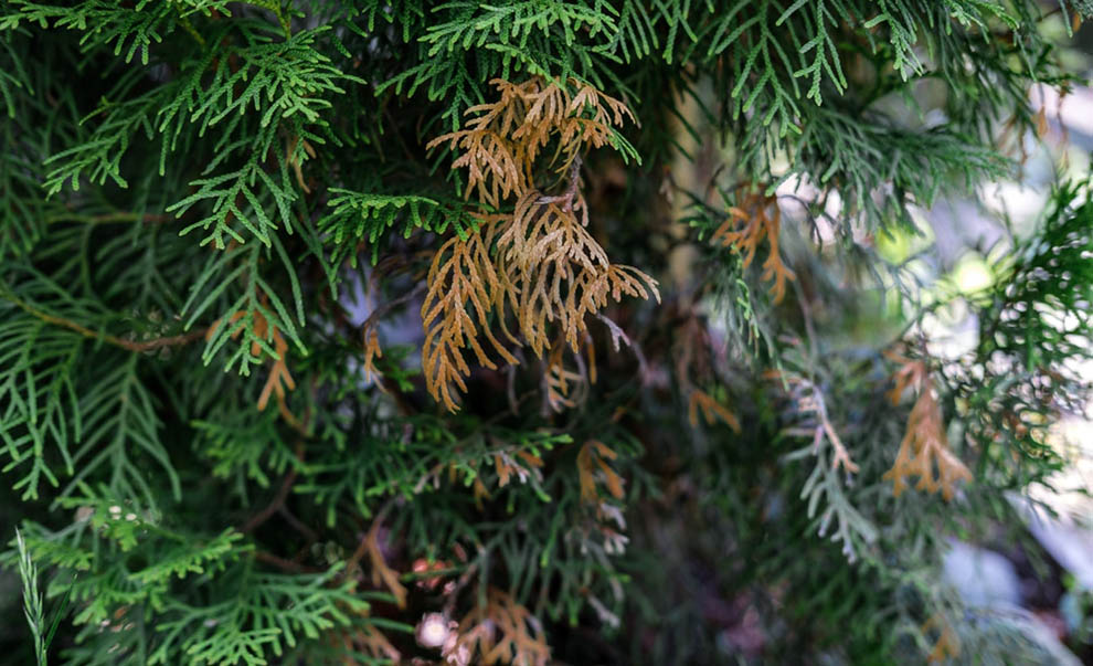 Why Is My Arborvitae Turning Brown in Summer