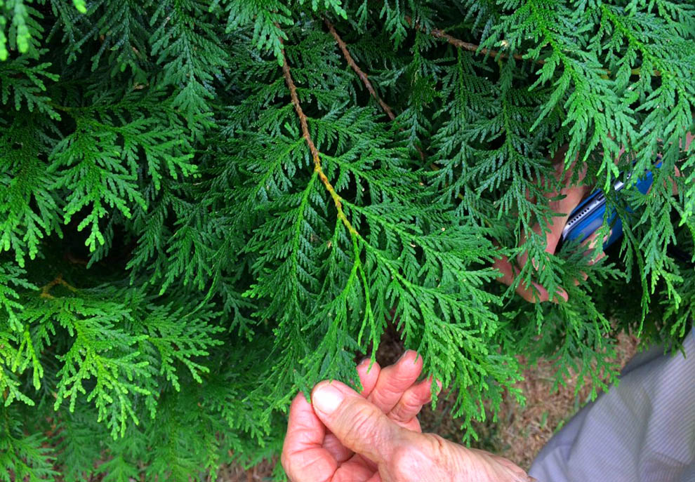 Care Tips for Thuja Trees Turning Brown