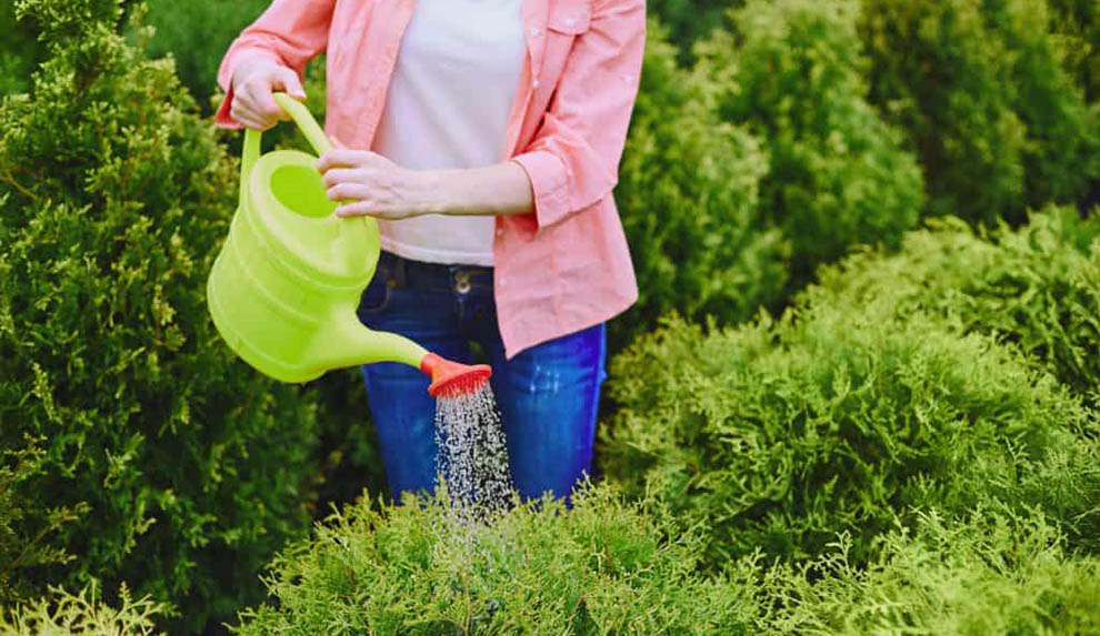 How To Save Brown Arborvitae Trees in Summer