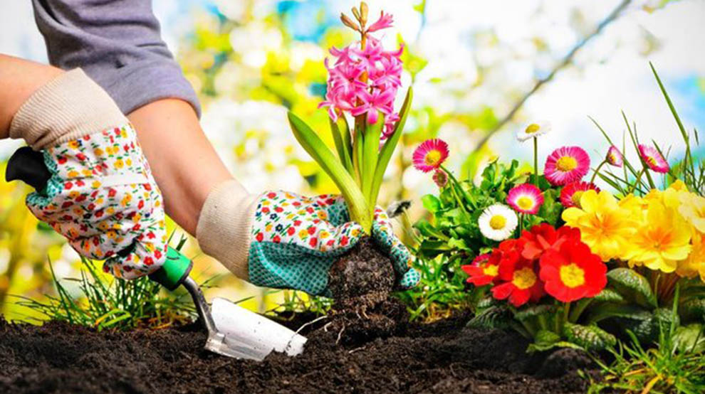 Maintain Your Small Vegetable Garden