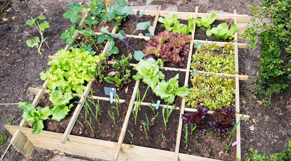 Start A Small Vegetable Garden