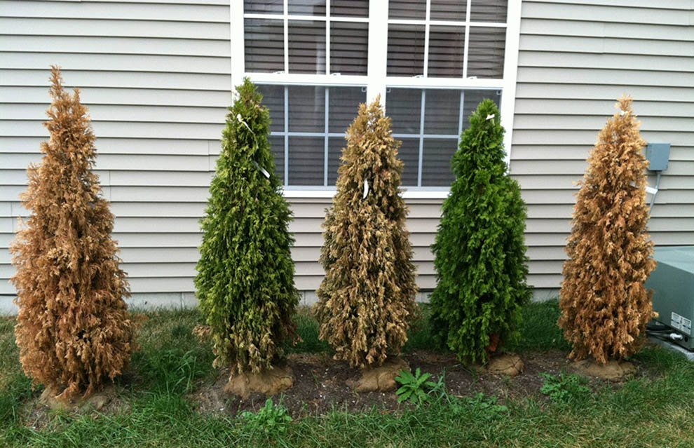 How to save brown arborvitae trees in summer