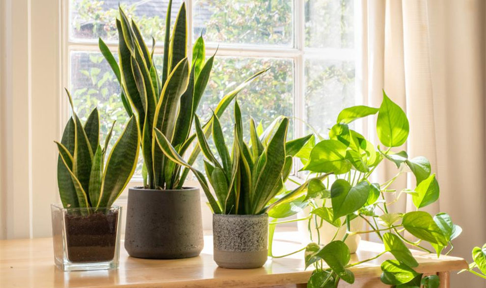 How To Increase Snake Plants Growth Rate