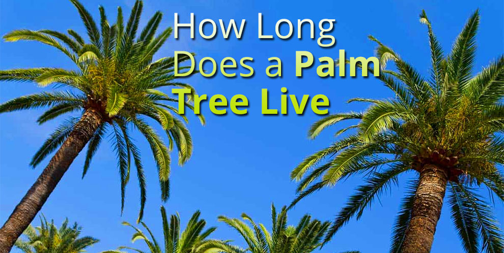 How long does a palm tree live