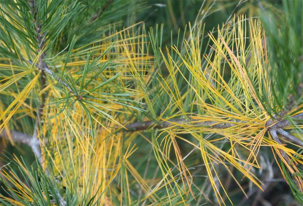 a pine tree is dying