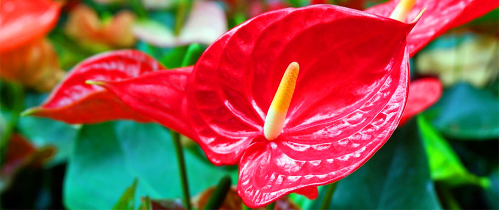 Anthurium