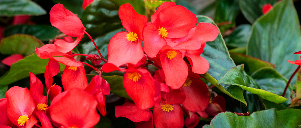 Begonias