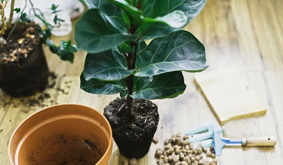 Best Ways To Enhance The Growth Rate Of Fiddle Leaf Figs