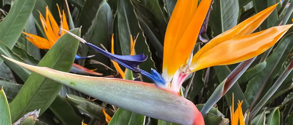 Birds of paradise