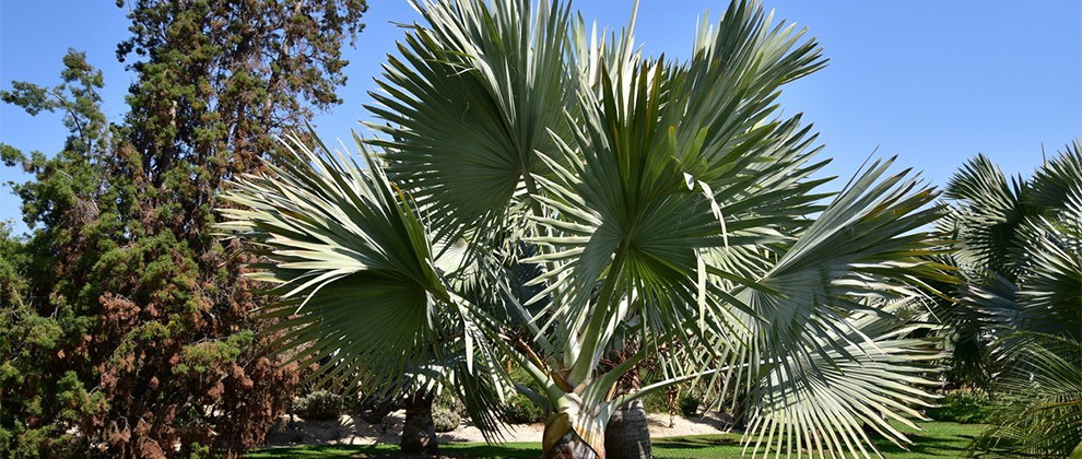 Bismarck Palm
